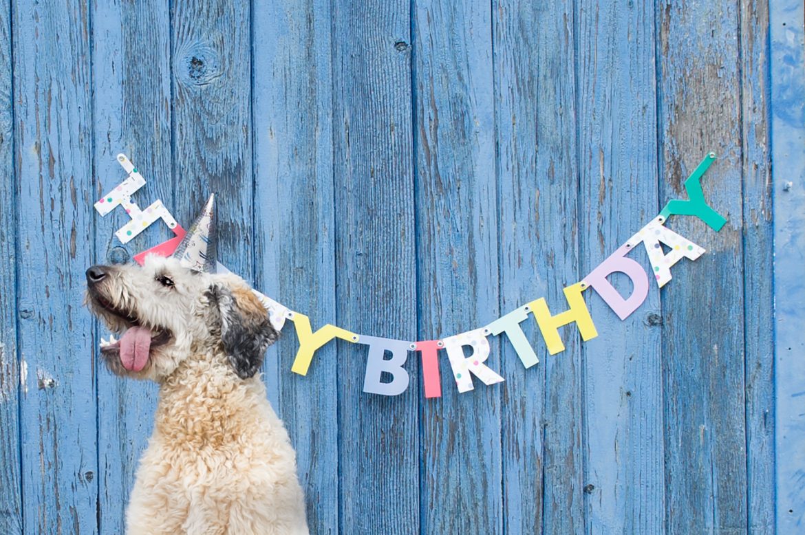 Nellie flint feest