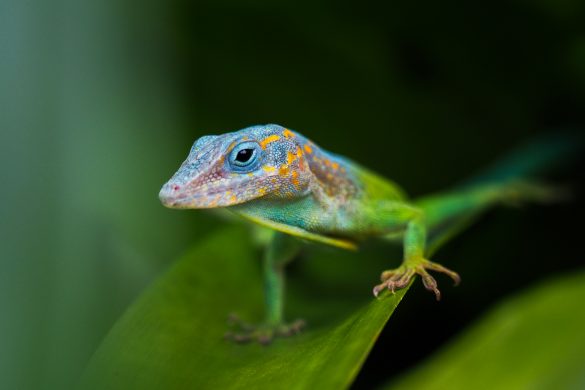 Mike van Gessel Dierentuin 4