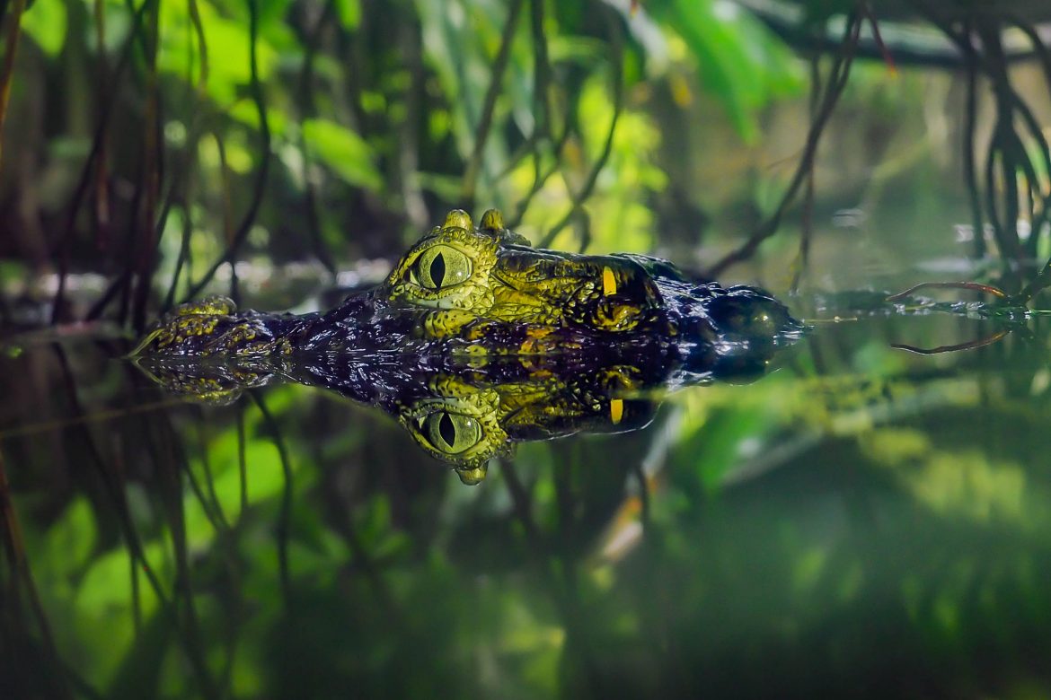 Dierentuin Mike van Gessel