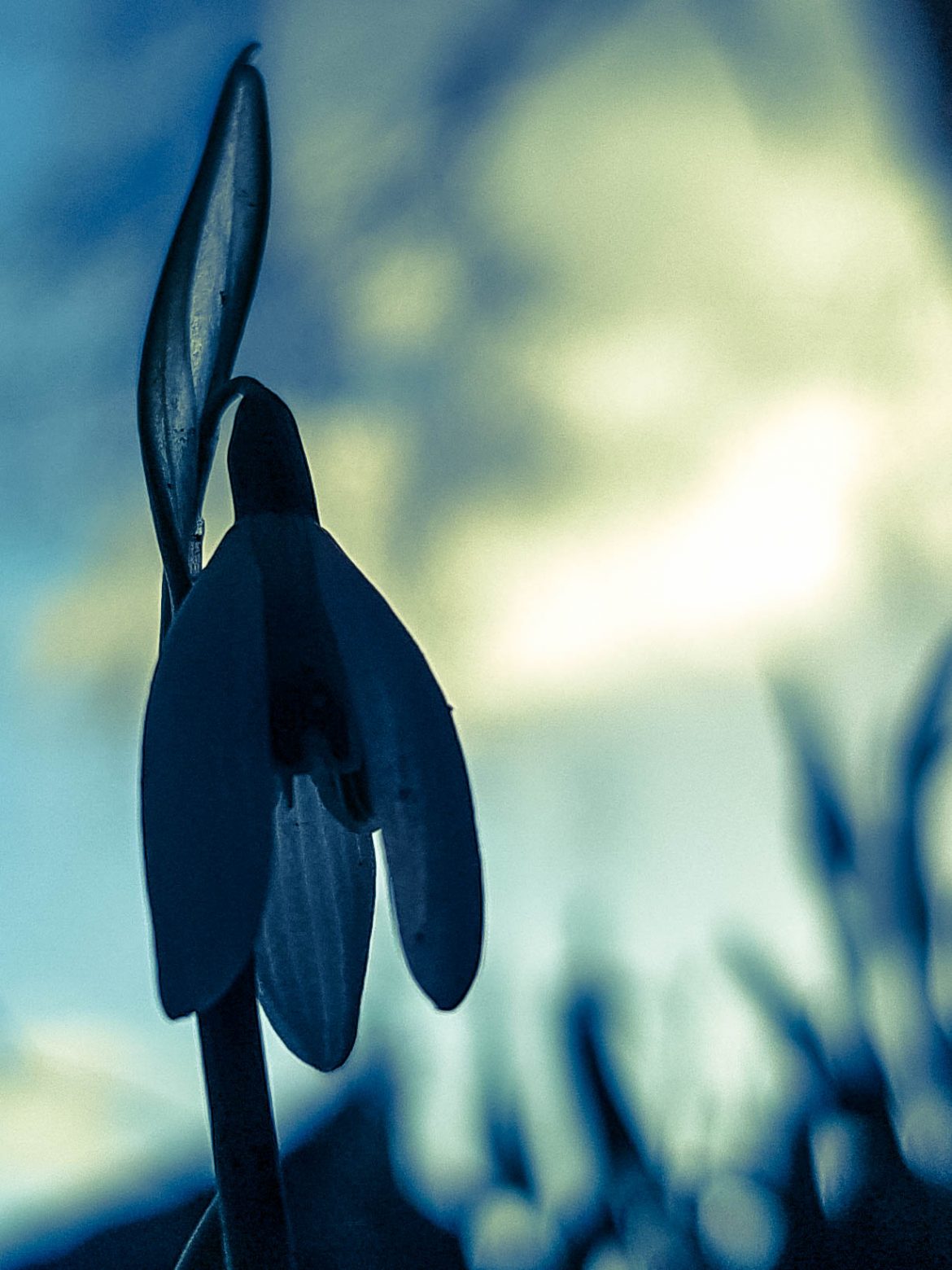 NatuurMacro1 Lusink Brigit