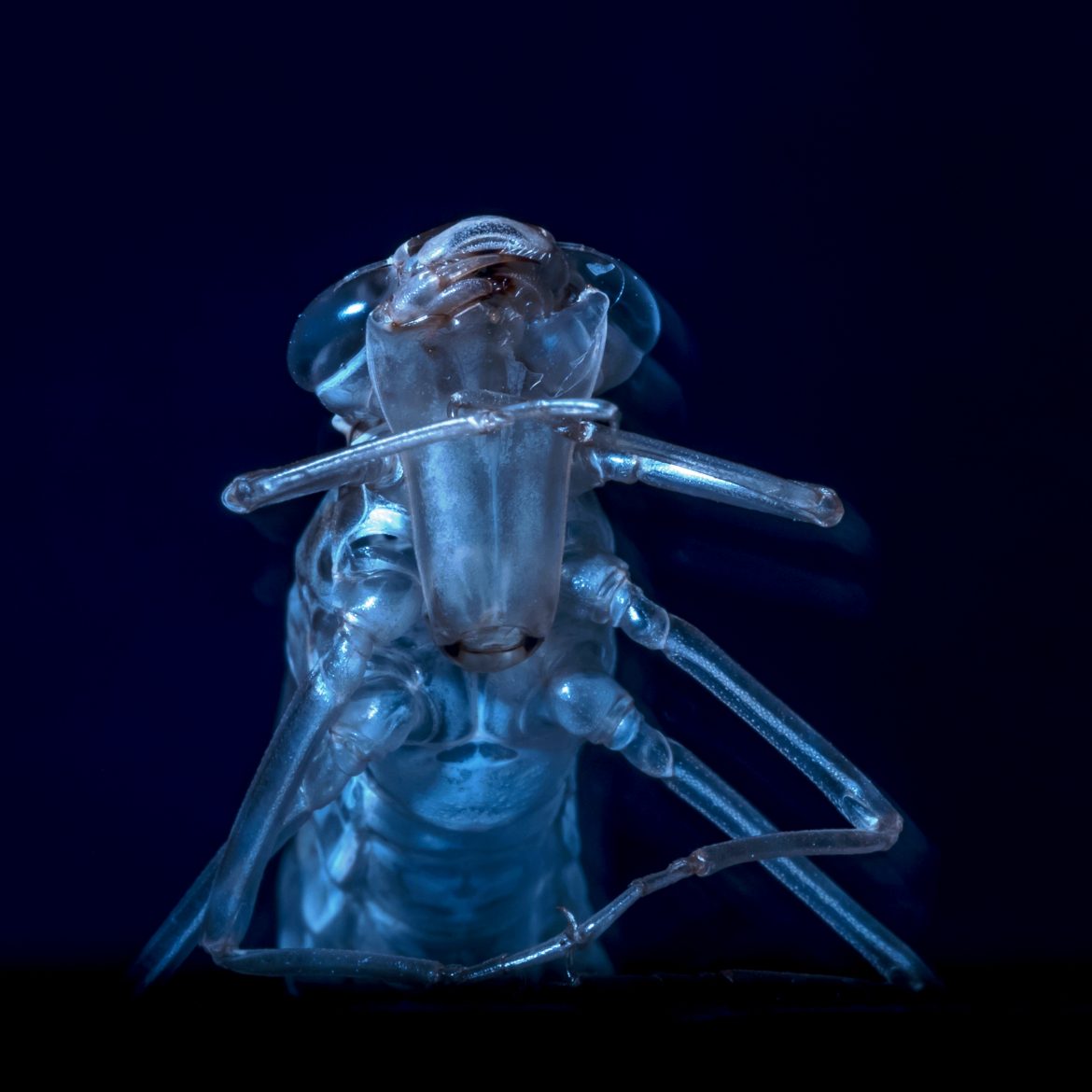NaatuurMacro1Corlène
