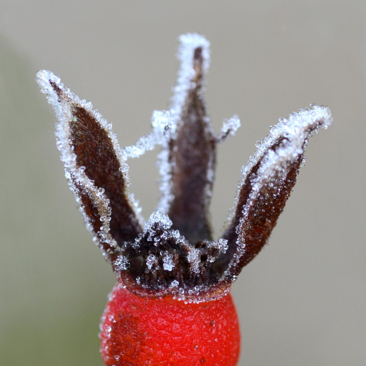 NatuurMacro2Thijs WelleDec