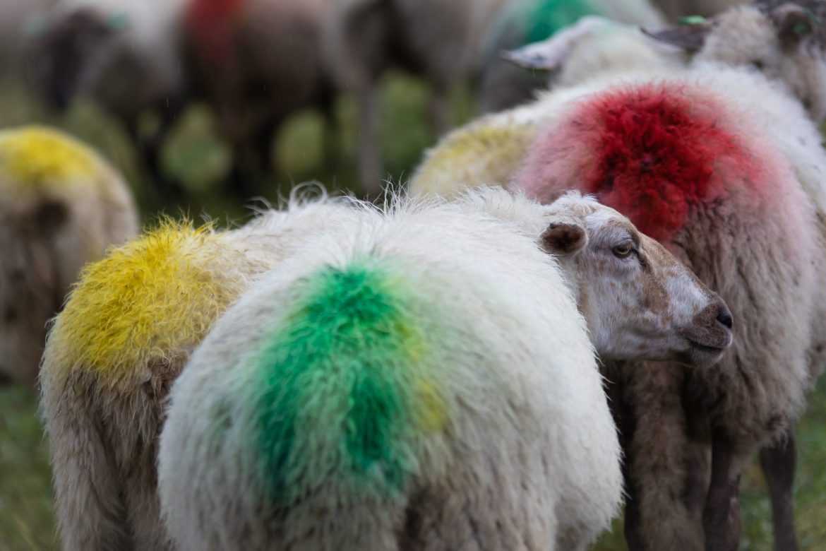 Geja Vriend Kleurrijk