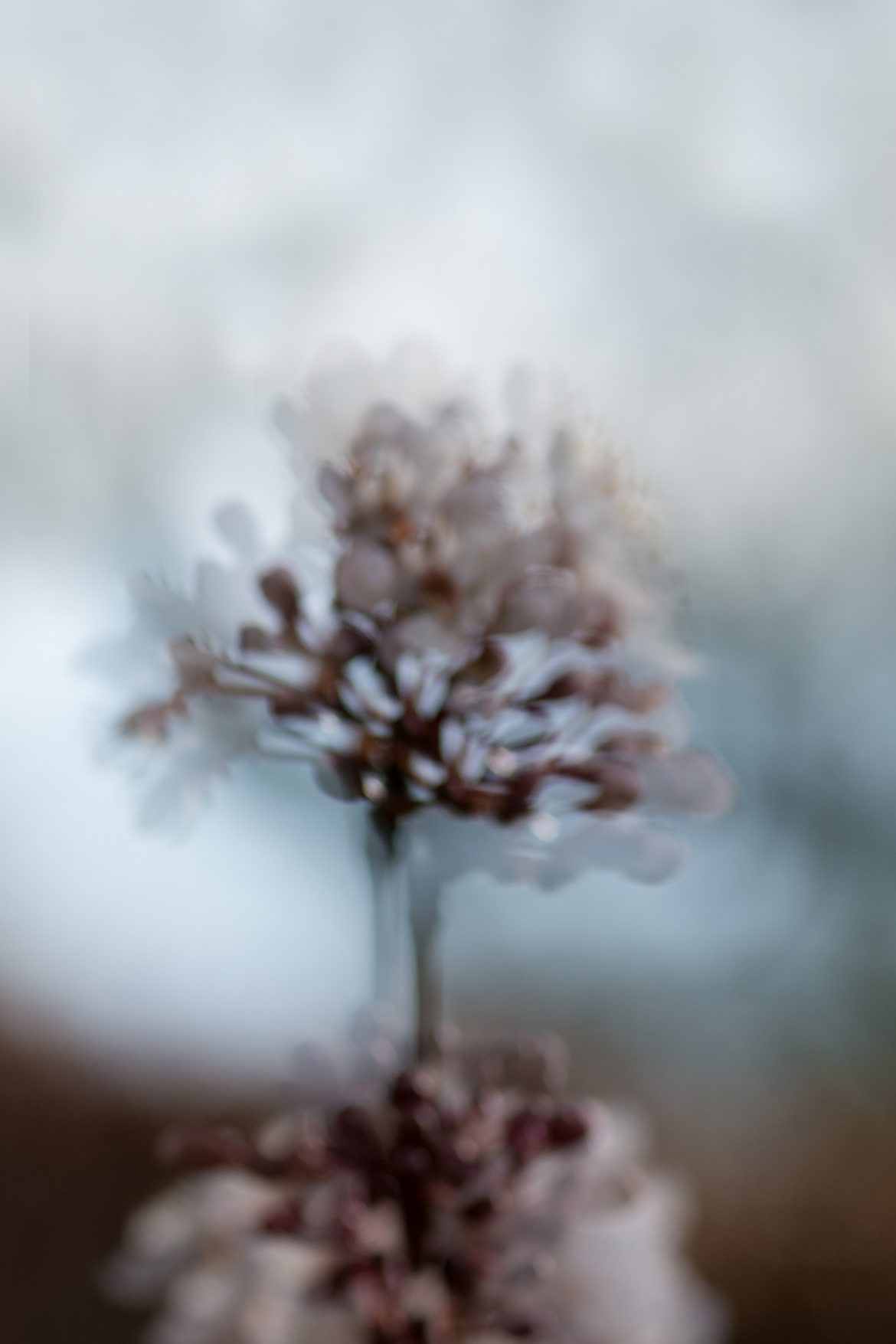 Marian LourensNatuur project